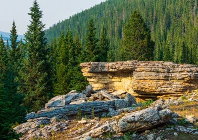 bighorn national forest