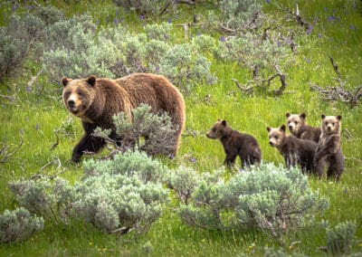 bear in the forest